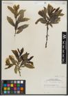 Foto von Salix myrtillifolia Anderson
